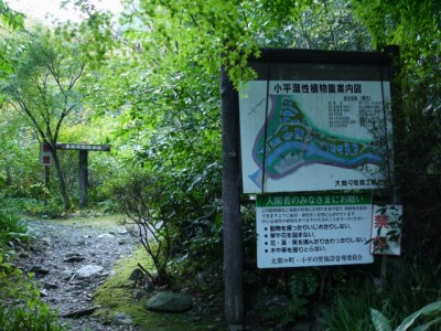 小平湿生植物園の写真