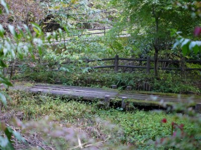 小平湿生植物園の写真2
