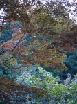 小平湿生植物園の写真のサムネイル写真9