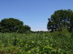 茂林寺公園の写真のサムネイル写真8