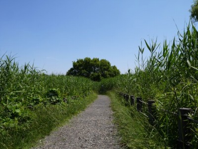 茂林寺沼及び低地湿原の写真2