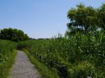 茂林寺沼及び低地湿原の写真のサムネイル写真3