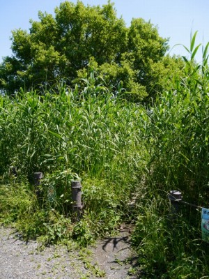 茂林寺沼及び低地湿原の写真4