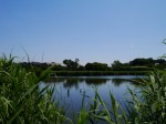 茂林寺沼及び低地湿原の写真のサムネイル写真6