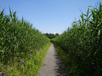 茂林寺沼及び低地湿原の写真8