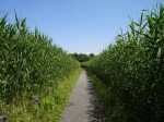 茂林寺沼及び低地湿原の写真のサムネイル写真8