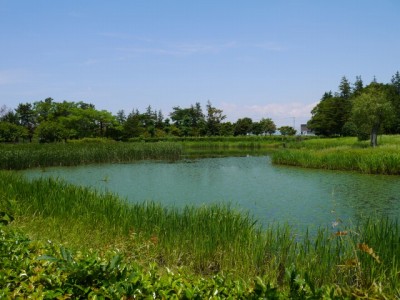 板倉中央公園の写真9