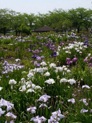 つつじが岡第二公園の写真3