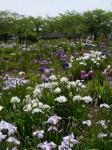 つつじが岡第二公園の写真のサムネイル写真3