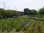 つつじが岡第二公園の写真のサムネイル写真4