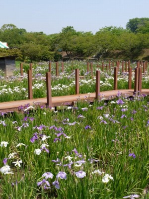 つつじが岡第二公園の写真5