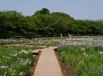 館林花菖蒲園の写真のサムネイル写真1