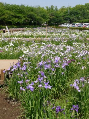 館林花菖蒲園の写真2