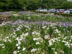 館林花菖蒲園の写真のサムネイル写真3