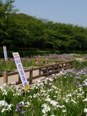 館林花菖蒲園の写真4