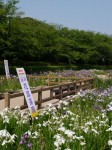 館林花菖蒲園の写真のサムネイル写真4