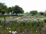 館林花菖蒲園の写真のサムネイル写真6