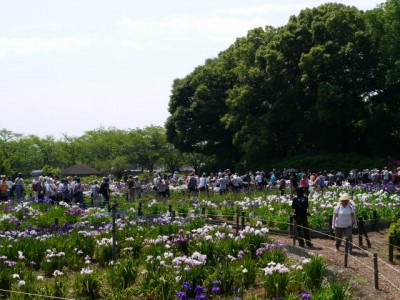 たてばやし花菖蒲まつりの写真