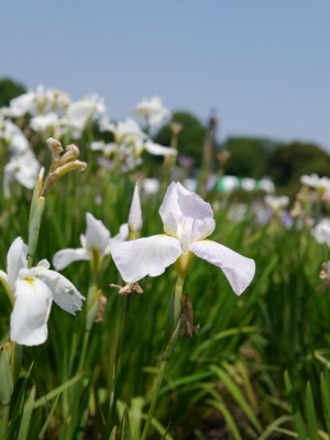 たてばやし花菖蒲まつりの写真7