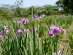 たてばやし花菖蒲まつりの写真のサムネイル写真9