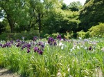 たてばやし花菖蒲まつりの写真のサムネイル写真11