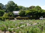 たてばやし花菖蒲まつりの写真のサムネイル写真14