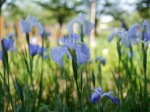 たてばやし花菖蒲まつりの写真のサムネイル写真18