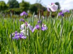 たてばやし花菖蒲まつりの写真のサムネイル写真19