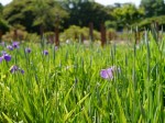 たてばやし花菖蒲まつりの写真のサムネイル写真20