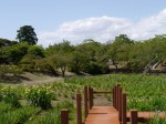 たてばやし花菖蒲まつりの写真のサムネイル写真26