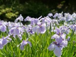 たてばやし花菖蒲まつりの写真のサムネイル写真31