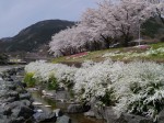 神流川（神流町の河川敷）の写真のサムネイル写真21