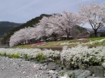 神流川（神流町の河川敷）の写真のサムネイル写真22