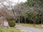 みやぎ 千本桜の森の写真のサムネイル写真1
