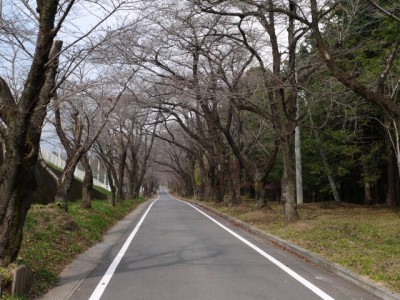 みやぎ 千本桜の森の写真2