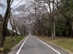 みやぎ 千本桜の森の写真のサムネイル写真2