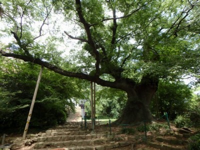 金山城跡の写真54