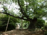 金山城跡の写真のサムネイル写真54