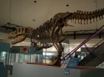神流町恐竜センターの写真のサムネイル写真10