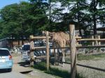 群馬サファリパークの写真のサムネイル写真2