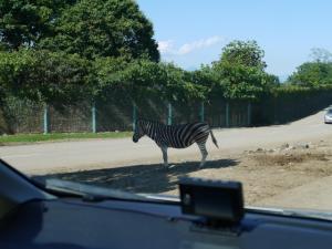 群馬サファリパークの写真5