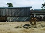 群馬サファリパークの写真のサムネイル写真7