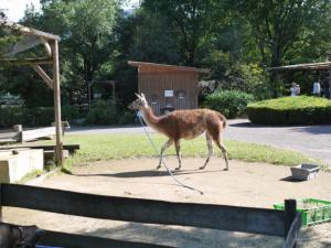 群馬サファリパークの写真22