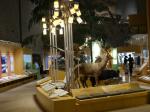 群馬自然史博物館の写真のサムネイル写真16