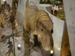 群馬自然史博物館の写真のサムネイル写真20