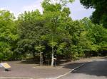 高崎市染料植物園の写真のサムネイル写真8
