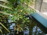 高崎市染料植物園の写真のサムネイル写真16