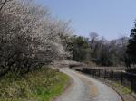 【ウォーキング】小平河川公園からかたらい広場までウォーキング！の写真のサムネイル写真10