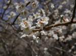 【ウォーキング】小平河川公園からかたらい広場までウォーキング！の写真のサムネイル写真12