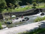 【川遊び】小平河川公園で、川遊び！の写真のサムネイル写真13